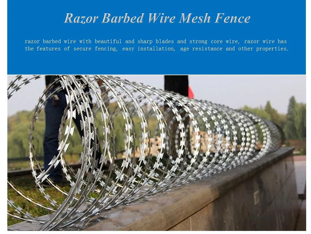 Professional Manufacturer High Tensile Galvanized/PVC Coated Single Coil Razor Barbed Wire for Security Fence