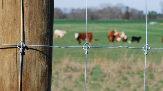 Galvanized Fixed Knot Deer Fence Cattle Deer Horse Field Fence for Farm